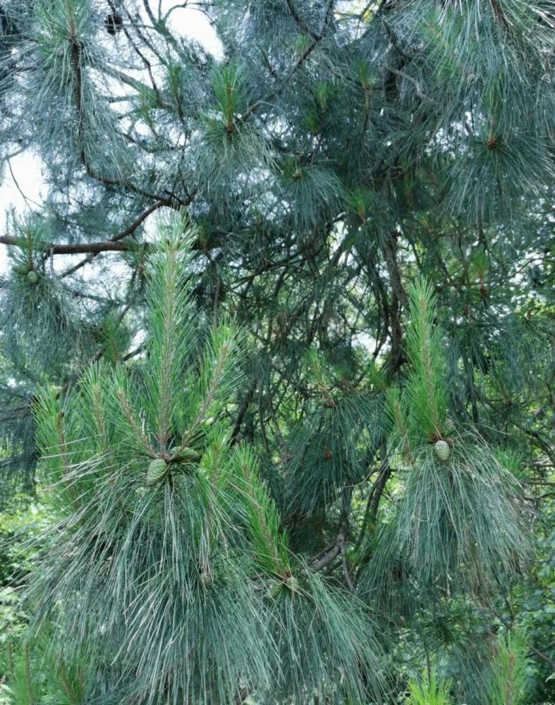 松树是个宝,种植兰花少不了,可为何很多兰友却用不好?