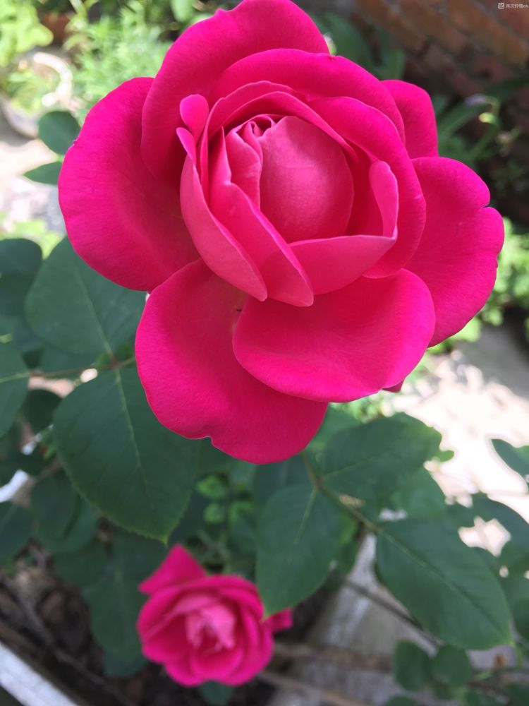 中国古老月季"紫荷",一点不输欧月日月,花美香浓,四季有花开