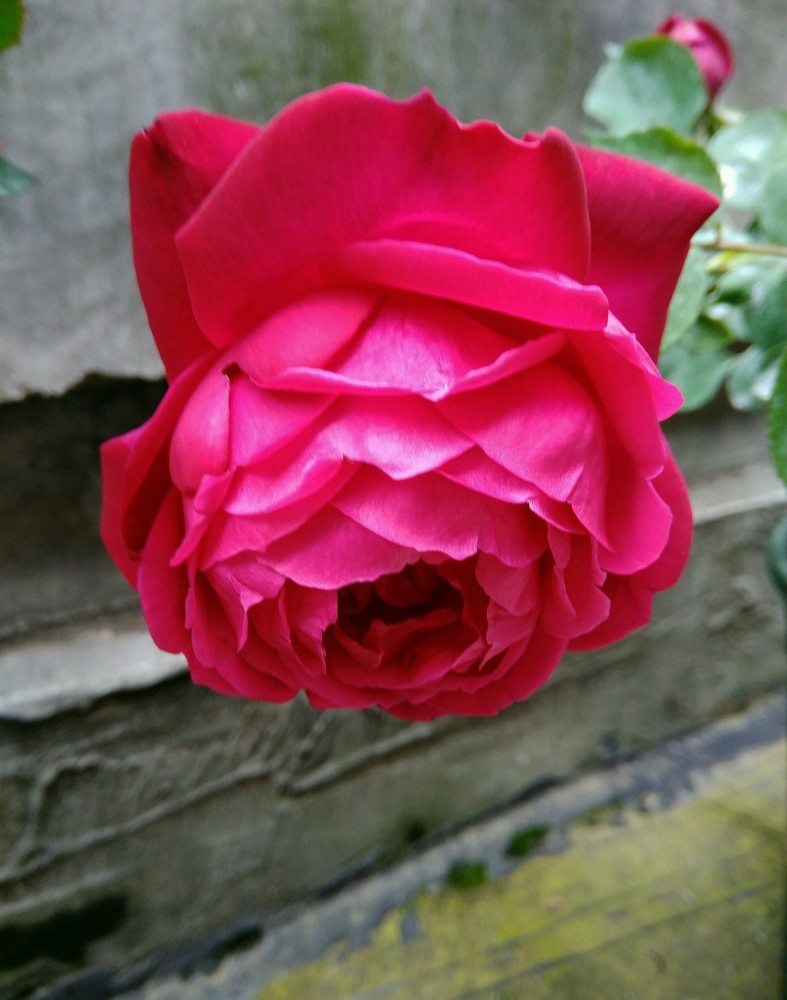 中国古老月季"紫荷",一点不输欧月日月,花美香浓,四季有花开