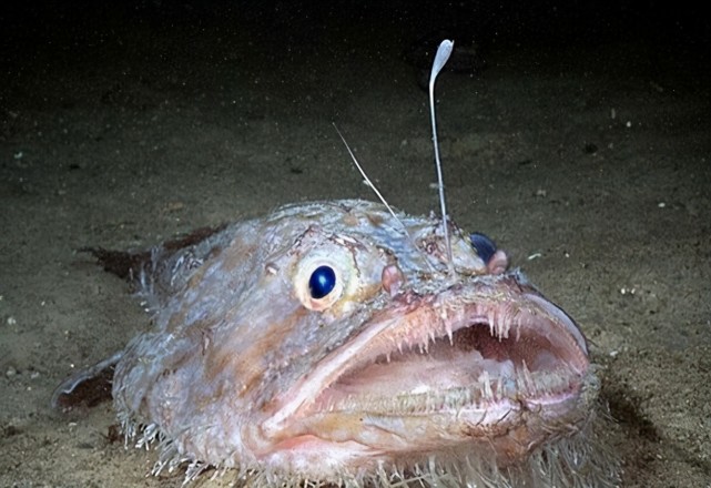 雄性鮟鱇鱼把自己变成雌鱼的器官雌鱼老公孩子一起养真累