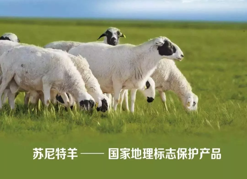 境内有优良畜种乌珠穆沁羊,苏尼特羊和察哈尔羊,均在大草原上自然放羊