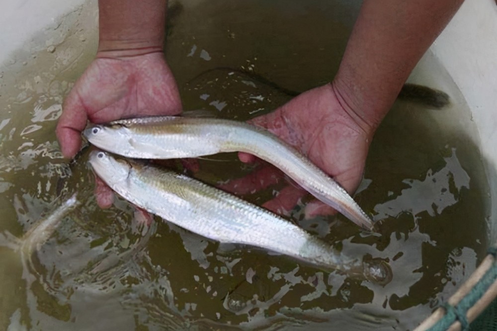 时隔30年,长江嘉鱼段发现1尾刀鲚,这意味着什么?