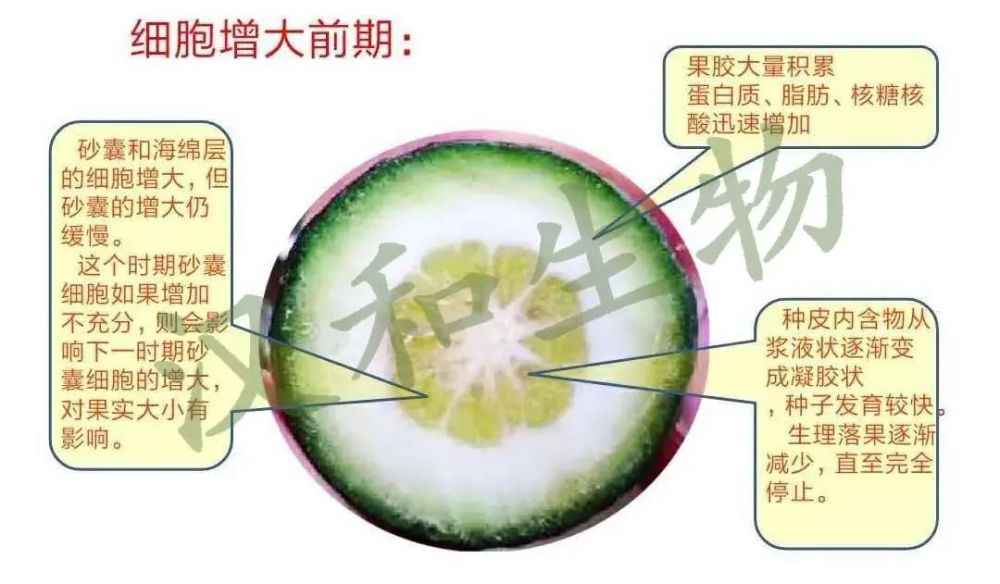 干货分享柑橘果实细胞增大期营养特点及品控优果