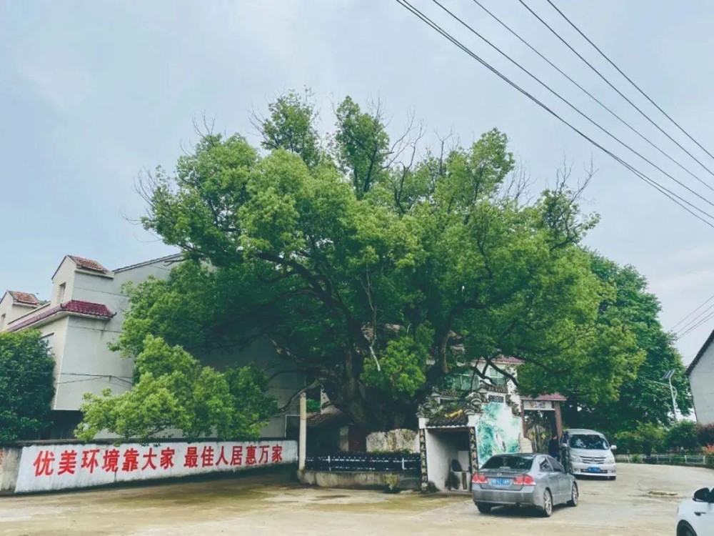 古树排行_12株“中国最美古树”图鉴