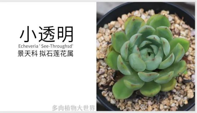 小透明 景天科拟石莲花属多肉植物 叶边缘微皱 程透明状