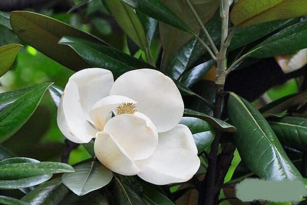 庭院种植玉兰花的养护方法 腾讯新闻