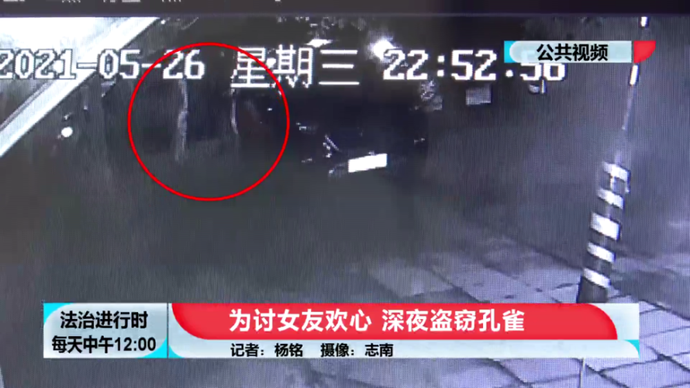 男子為討女友歡心，半夜去偷孔雀 栽了！