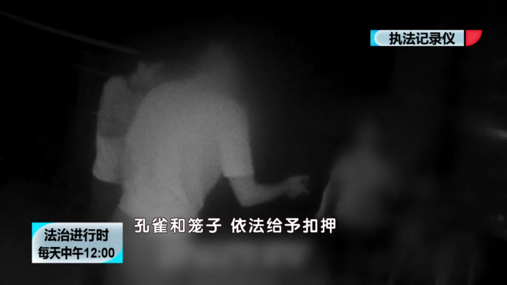 男子為討女友歡心，半夜去偷孔雀 栽了！