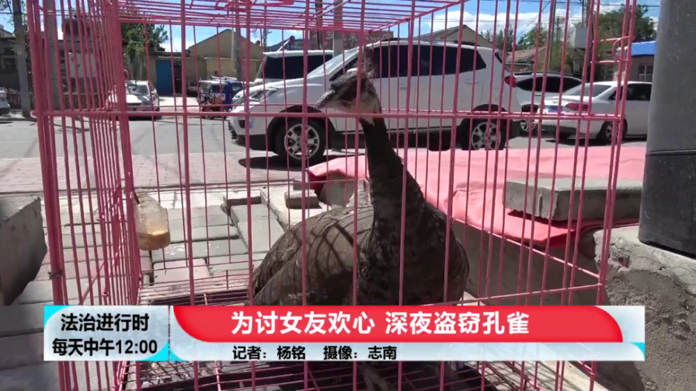 男子為討女友歡心，半夜去偷孔雀 栽了！