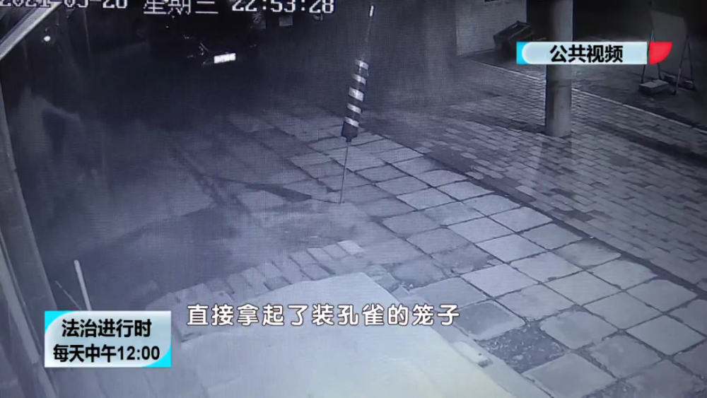 男子為討女友歡心，半夜去偷孔雀 栽了！