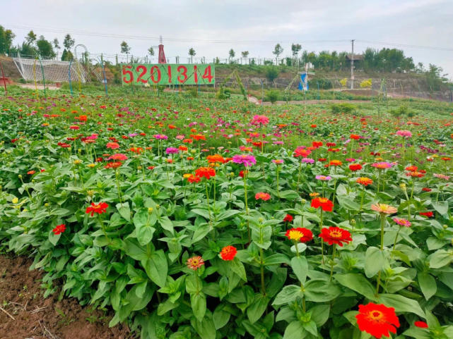 四川内江这片七彩浪漫花海绝了附详细打卡攻略 腾讯新闻