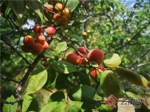 南涧县麻栗村梅子酸了群众甜了