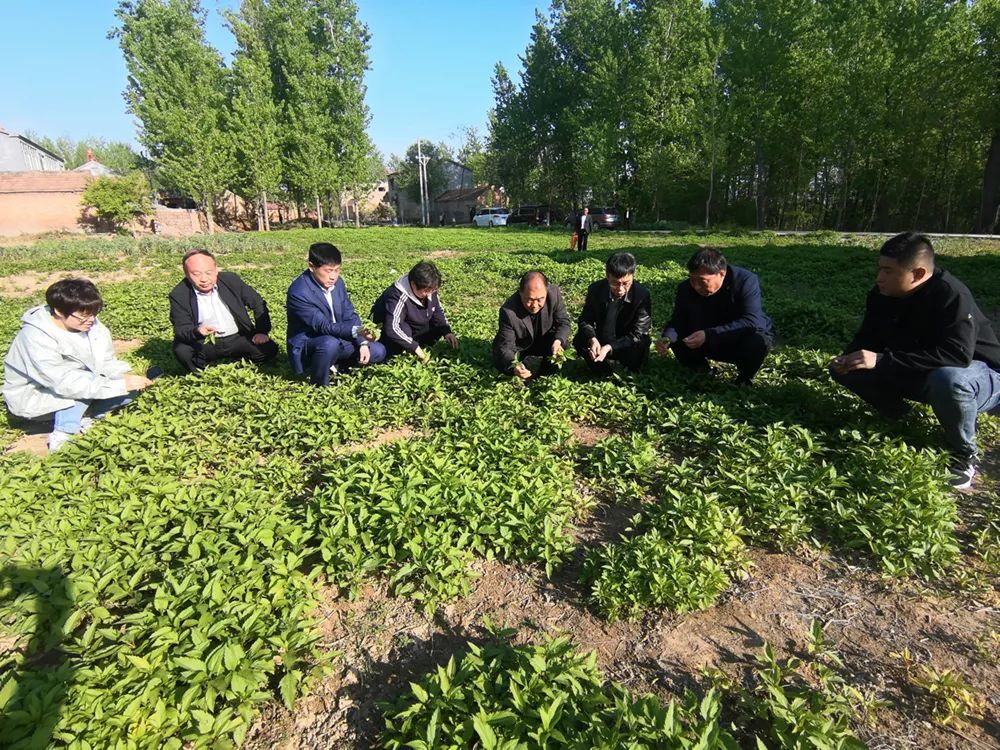 伤力草商丘大地上的千年传承