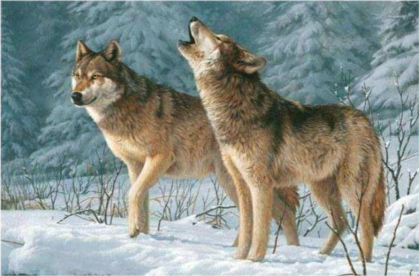 狼群中的头狼 到底是公狼还是母狼 腾讯新闻