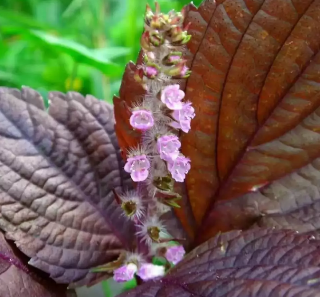 重庆特产传说(530)|有着悠久历史药食两用的彭水苏麻,浑身上下都是"宝