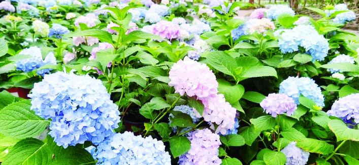 夏季常见花卉