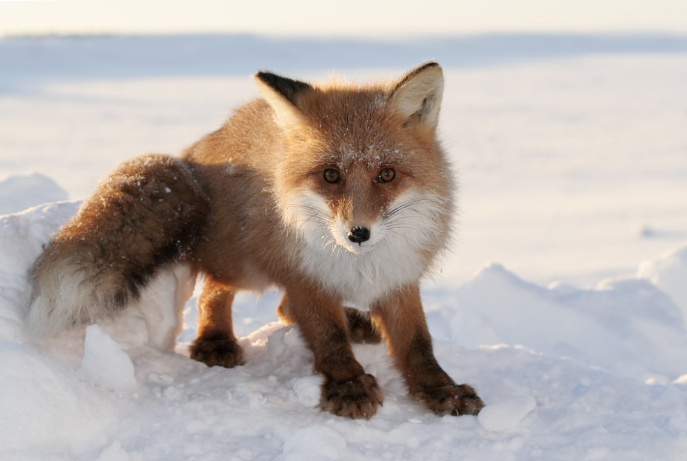 文字授课 汉字 尻 和 凥 谁认识 如何正确理解 腾讯新闻