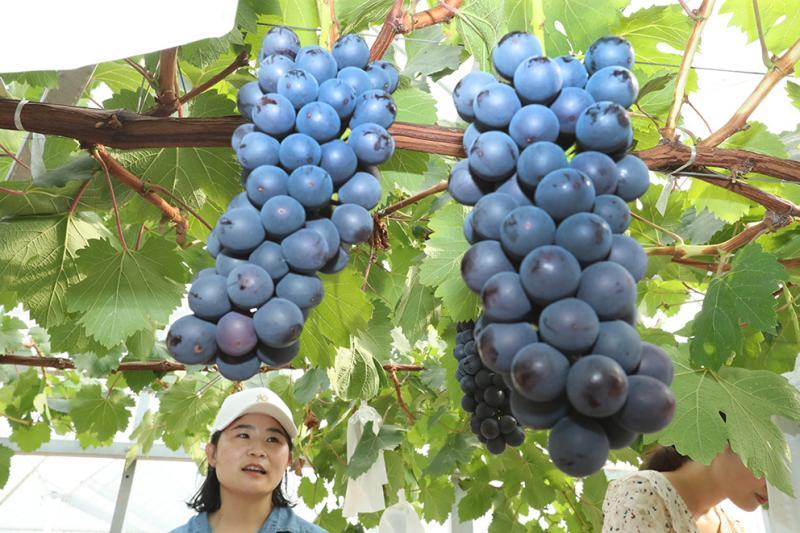 奉贤五四农场夏黑葡萄上市上海本地葡萄陆续进入采摘期