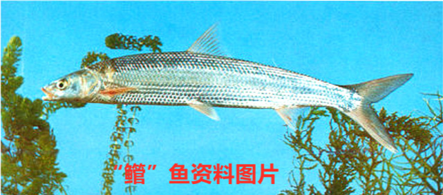 长江禁渔珍稀鱼种重现鄱阳湖鱼类专家已有10年没见了