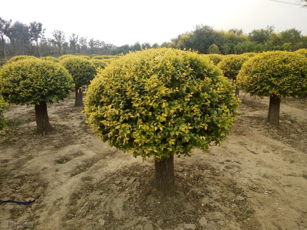 榆树生长缓慢,不易成才,加之其食用价值和其他经价值不断降低,家榆
