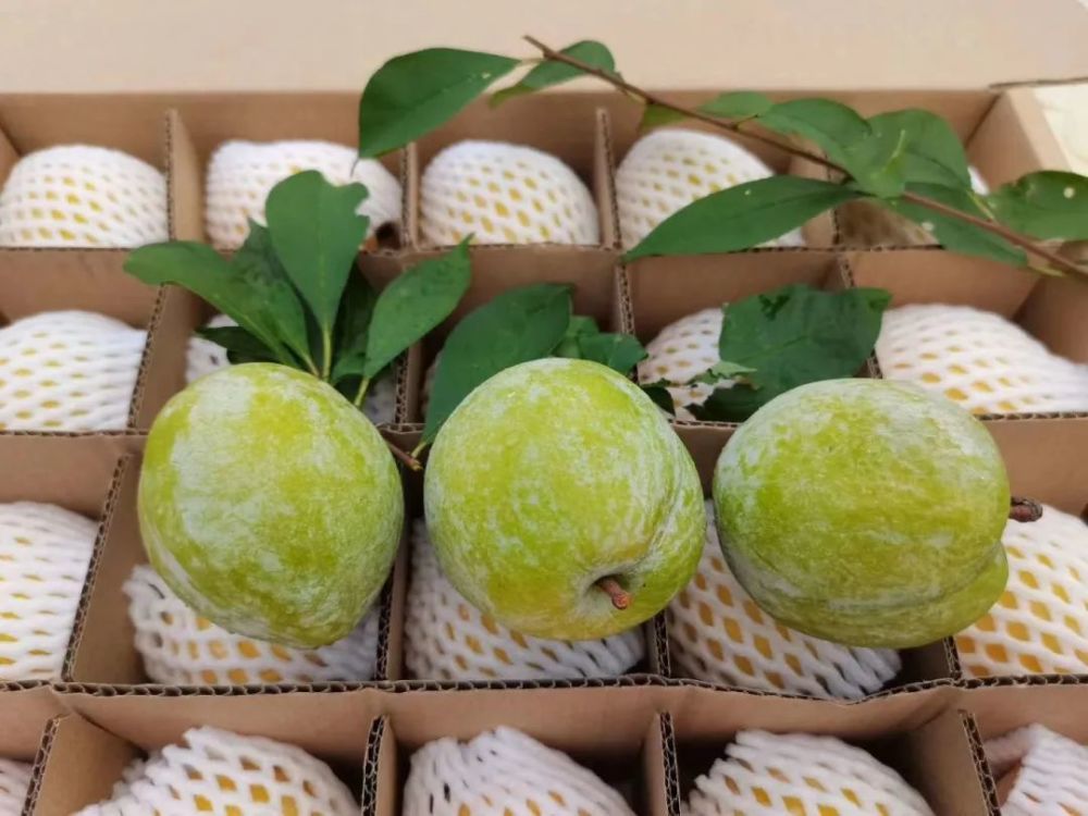 柰李套白衣品质更优良