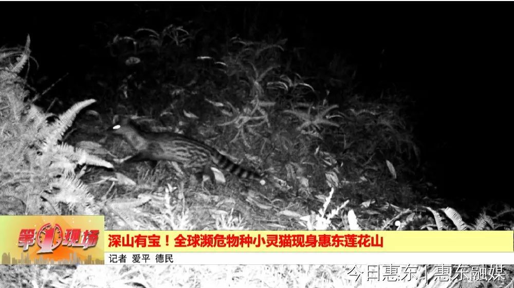 深山有宝全球濒危物种小灵猫现身惠东莲花山