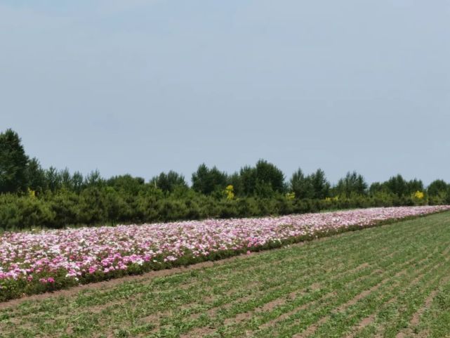 查干湖畔契丹百花园 花季美如画