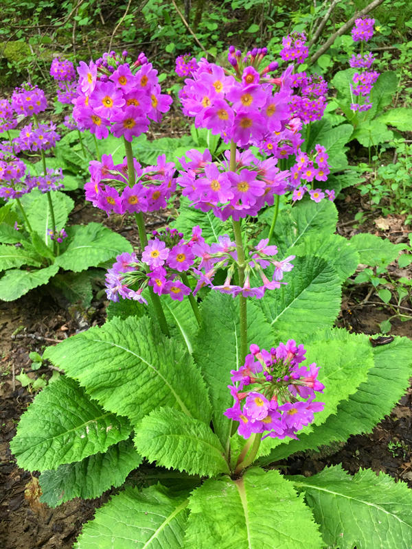 曾被认为已灭绝重庆巫溪发现大量川东灯台报春