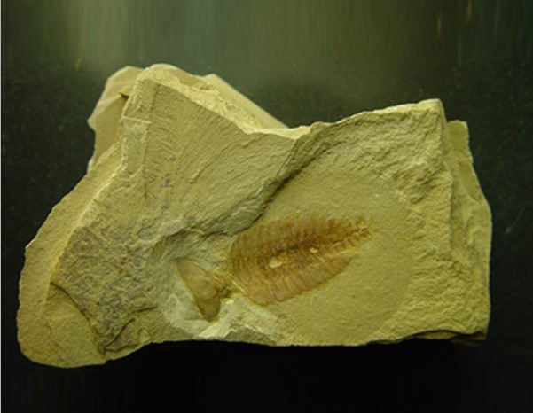 古生物化石种类图片