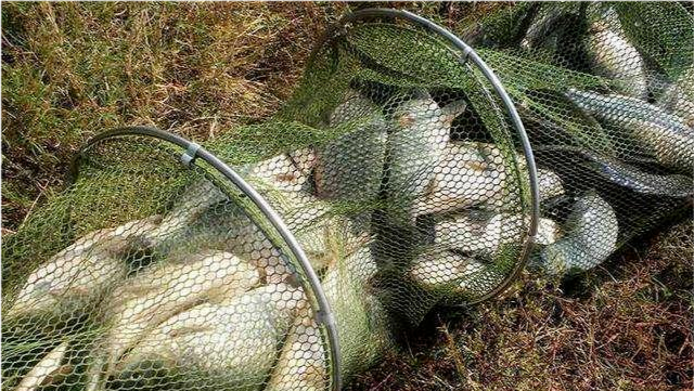 野外釣魚用什麼餌料好?(爆護大師推薦)