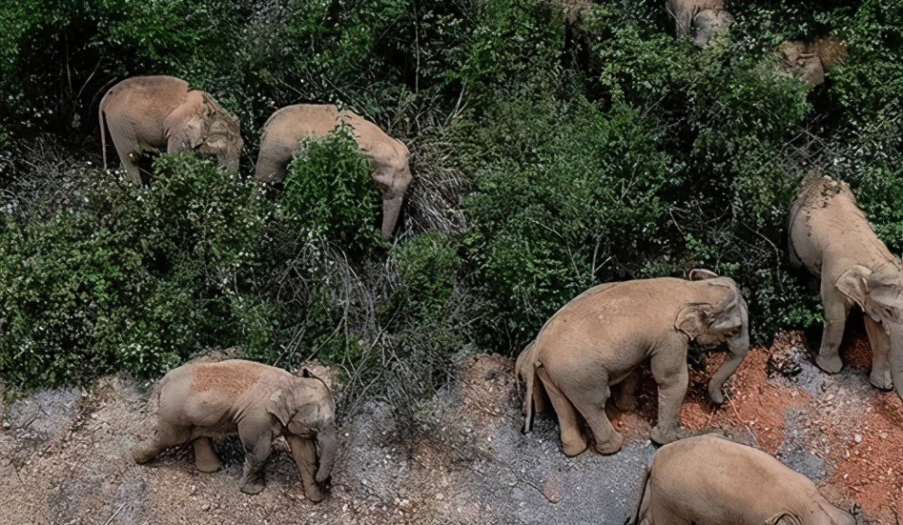 以云南大象栖息地来说,确保亚洲象主要食物野芭蕉,粽叶芦等林下植物