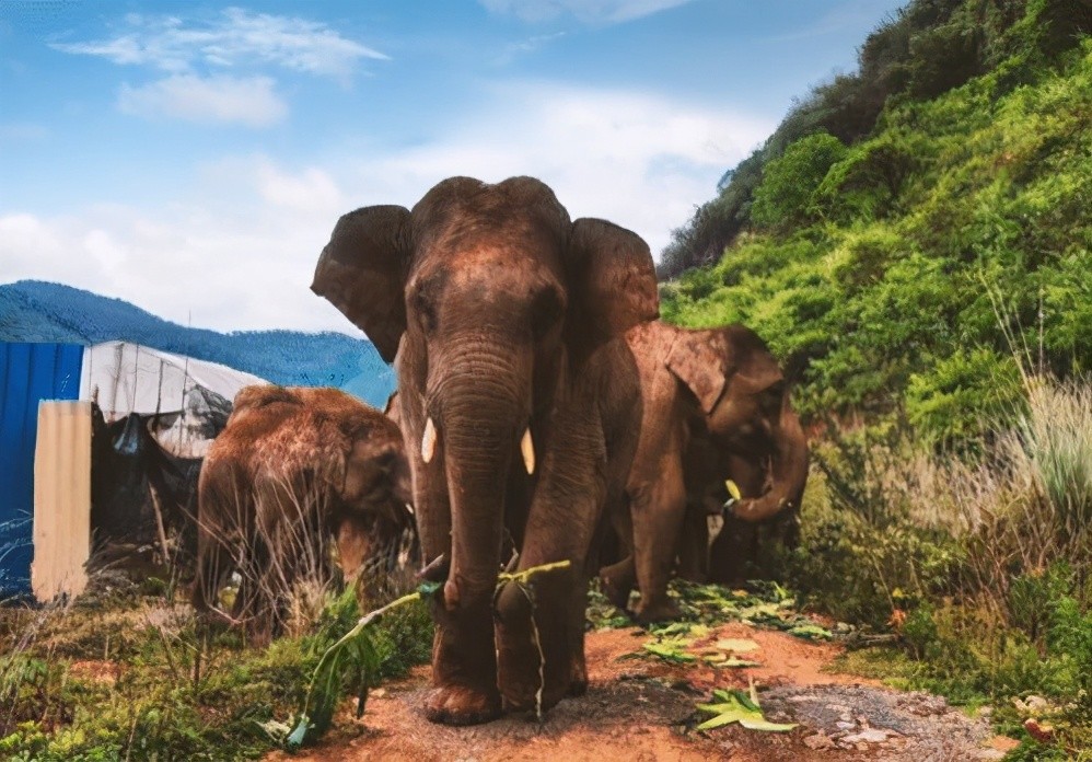 15头北上大象:键盘侠,我们只是在逃难,没有你所想的浪漫!_腾讯新闻