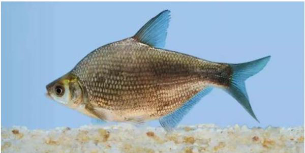 饕餮中国才饮长沙水又食武昌鱼因三国纷争扬名的团头鲂