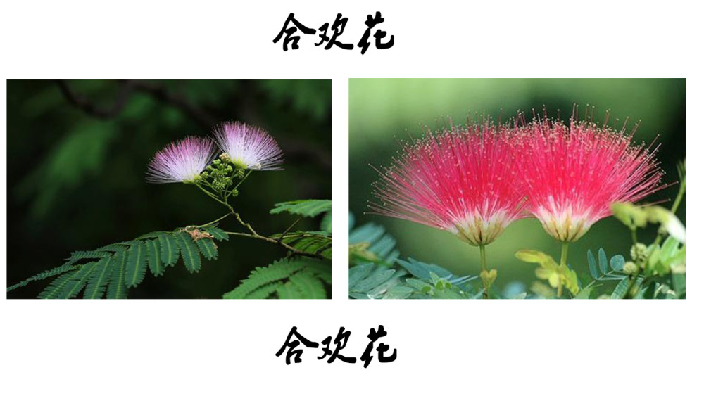 《山海经图解第二篇:迷榖》一种神奇的树 - 什么是合欢树图片 - 实验