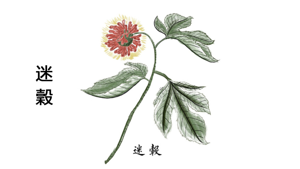 《山海经图解第二篇:迷榖》一种神奇的树 - 什么是合欢树图片 - 实验