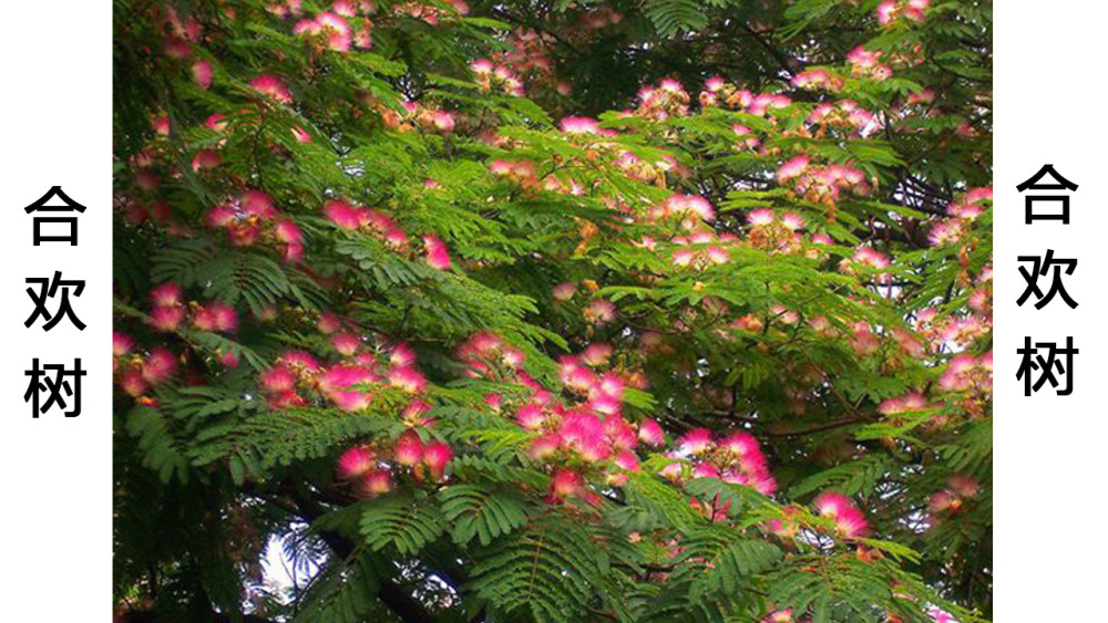 《山海经图解第二篇:迷榖》一种神奇的树 - 什么是合欢树图片 - 实验