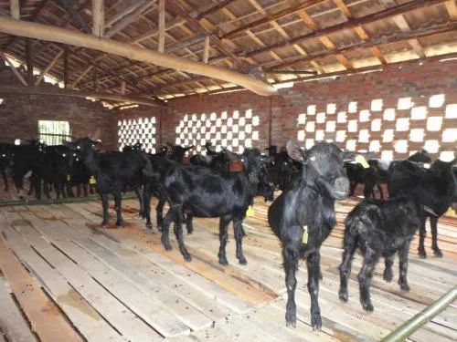 农民养殖黑山羊如何做好疾病的防疫工作