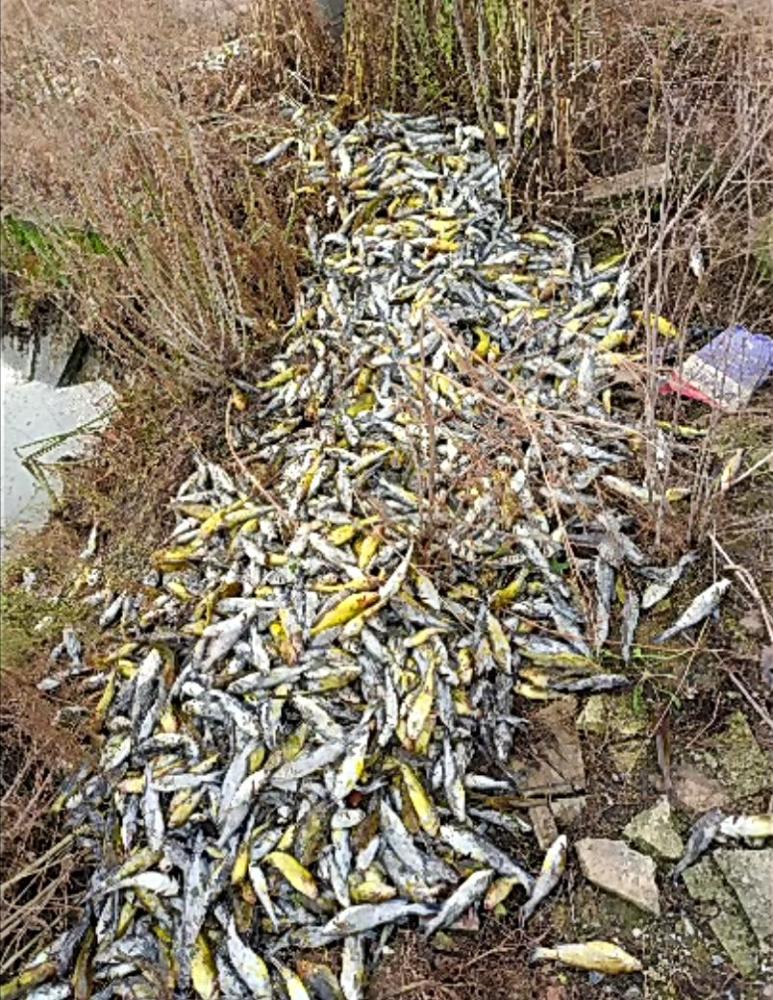 细数黄骨鱼 大肚子 的那些原因 你中招了吗 腾讯新闻