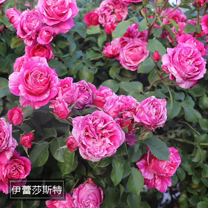 养了三年的伊蕾莎斯特,如今变成了一片月季花海,你喜欢吗?