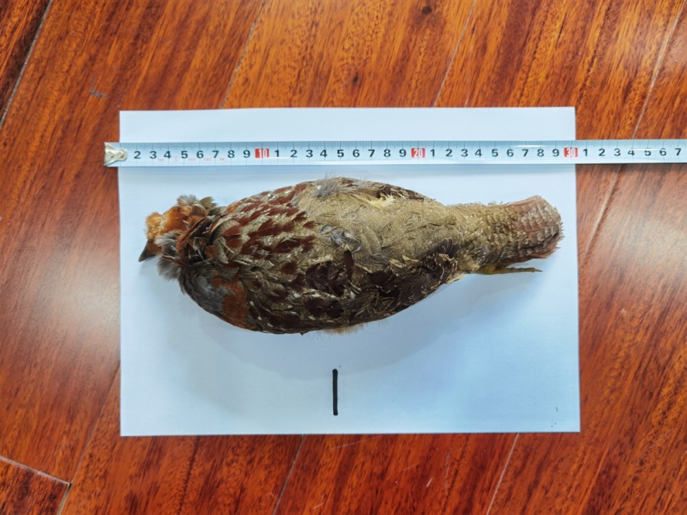 男子上山抓了两只竹鸡解馋,被判刑了!_腾讯新闻