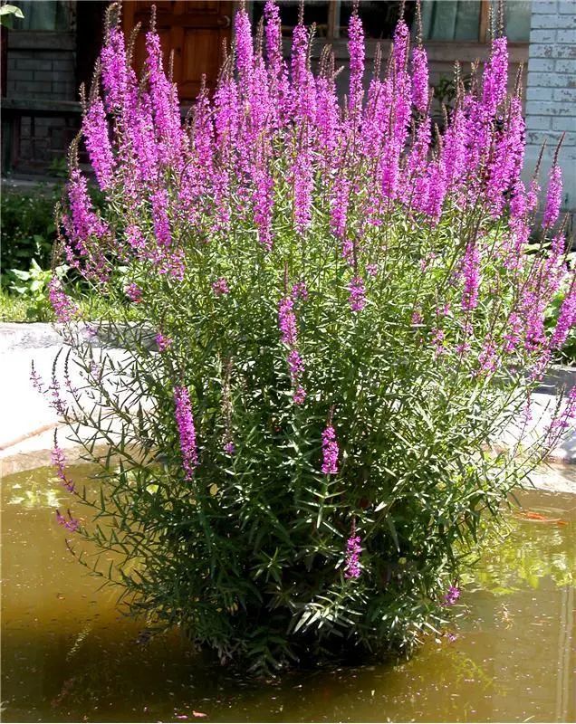 千屈菜名字的来历千屈是谐音菜源于一本救荒古书