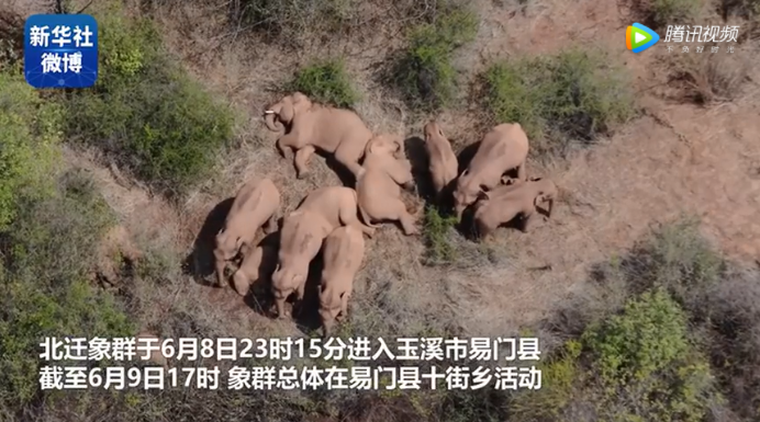 "一路象北",从云南迁徙的野象群"火"出圈儿_腾讯新闻