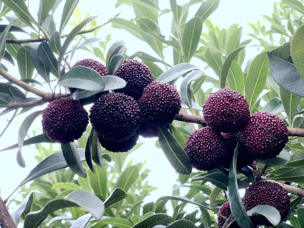 投票宁波最佳杨梅采摘基地在哪里这次你说了算