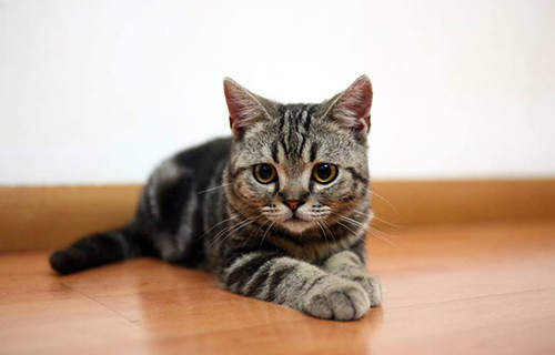 狸花猫脸尖以后会圆吗 腾讯新闻