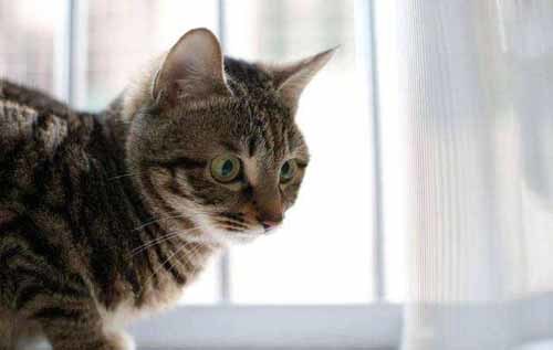 狸花猫脸尖以后会圆吗 腾讯新闻