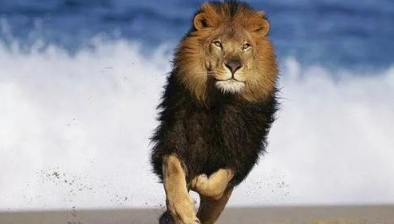 真正的强者往往都有一个最基本的特征一旦具备成功不是难事