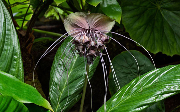 由于花型的独特,被称为幽灵般的植物,也在马来西亚被视为「不吉祥」的