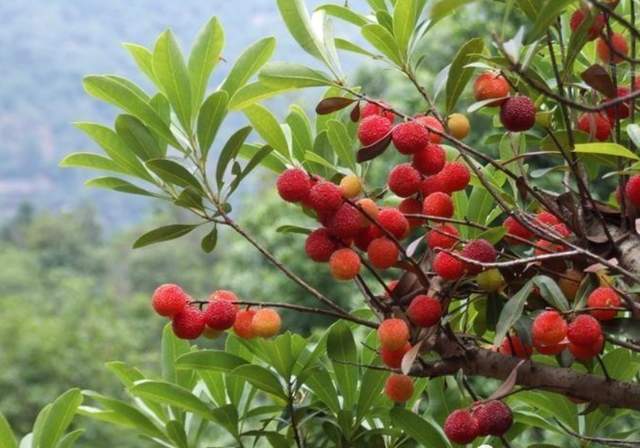 确实,这段时间,江南,江淮部分地区的梅子,确实陆续成熟了.