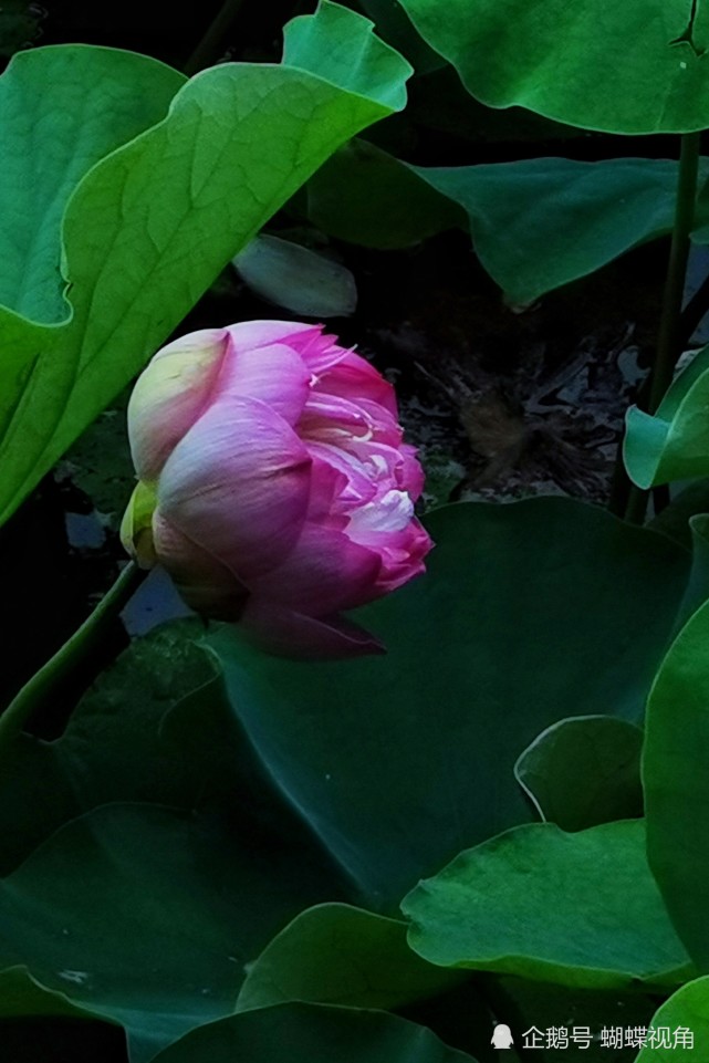 成都文化公园映日荷花别样红 是夏日里最不能错过的风景快去赏花打卡吧 腾讯网