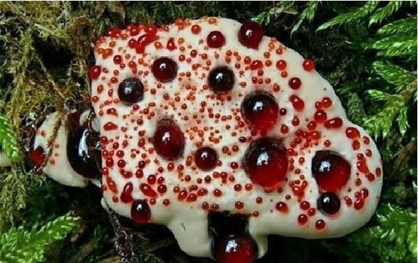 那些诡异而又恐怖的植物!_腾讯新闻